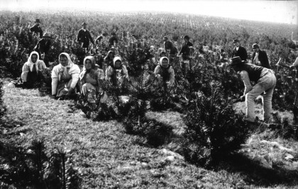 Piantumazione del bosco Bazzoni alla fine dell '800